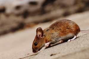 Mouse extermination, Pest Control in Penge, Anerley, SE20. Call Now 020 8166 9746