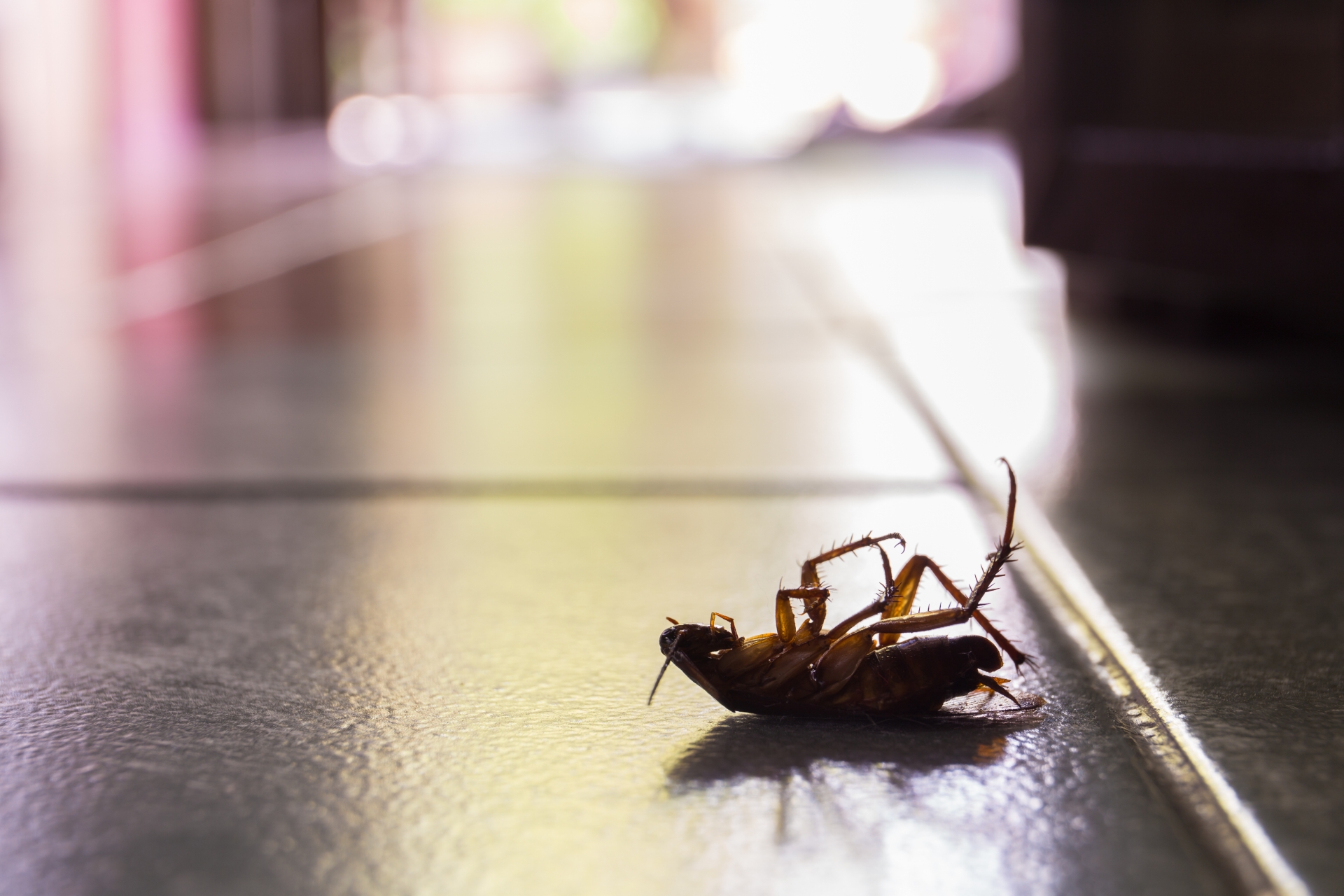 Cockroach Control, Pest Control in Penge, Anerley, SE20. Call Now 020 8166 9746