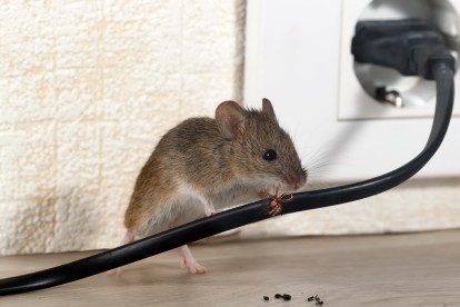 Pest Control in Penge, Anerley, SE20. Call Now! 020 8166 9746