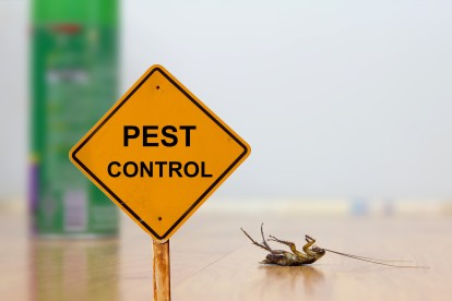 Pest Contol in Penge, Anerley, SE20. Call Now 020 8166 9746